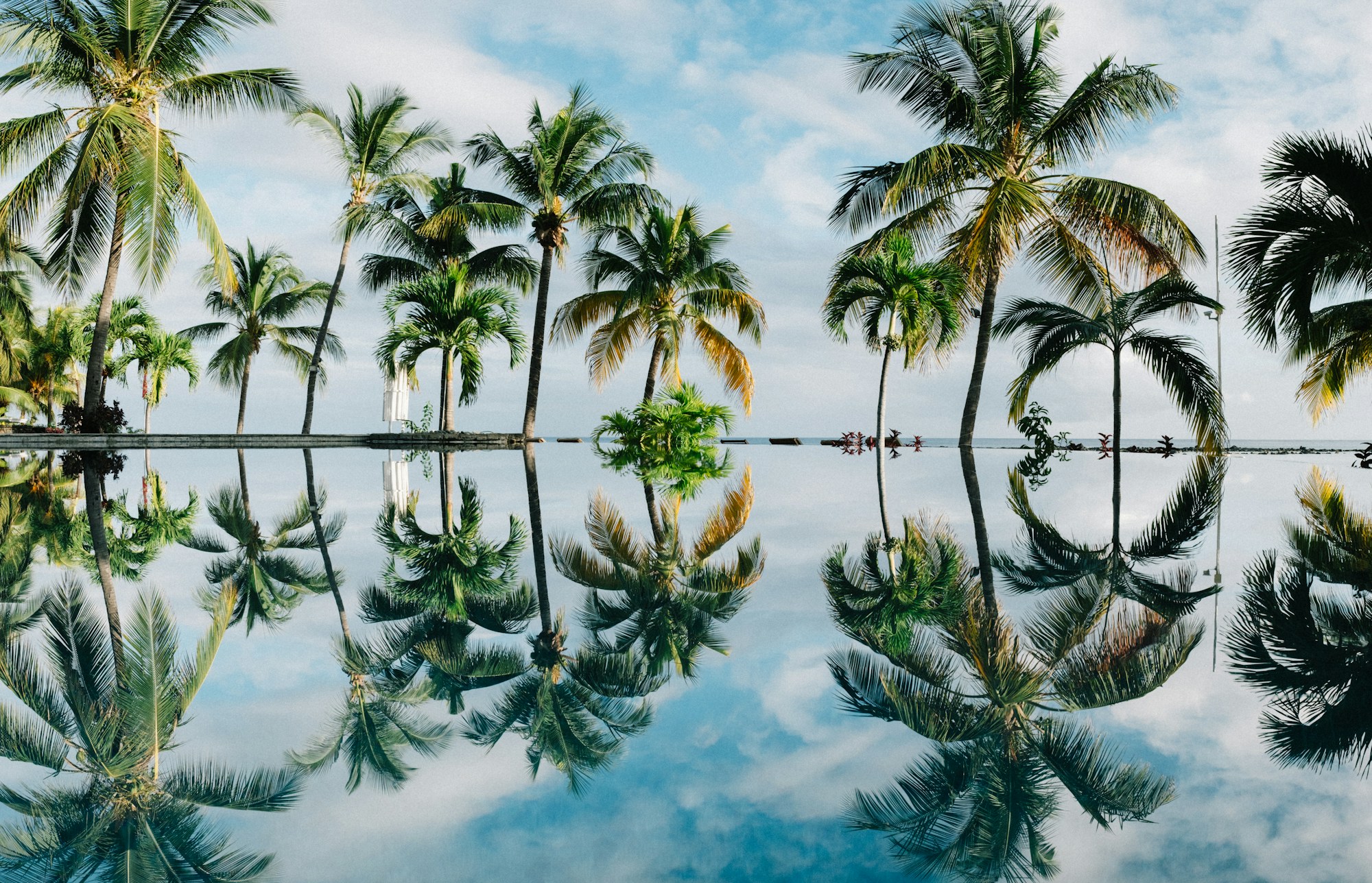 Resort infinity pool palm trees