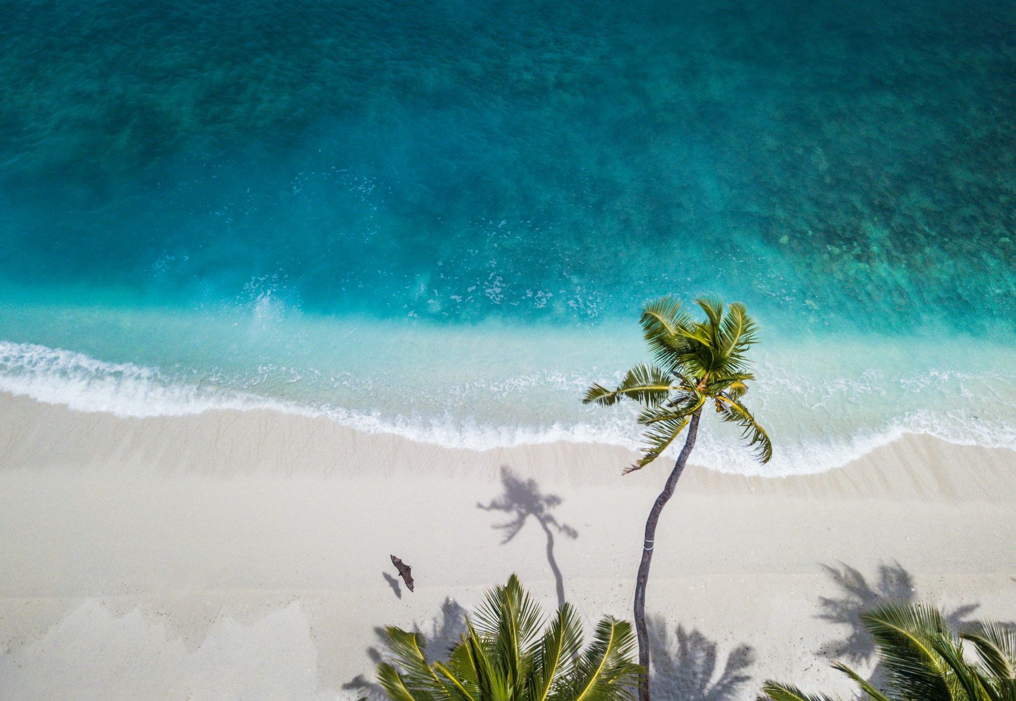 Turquoise caribbean beach white sand
