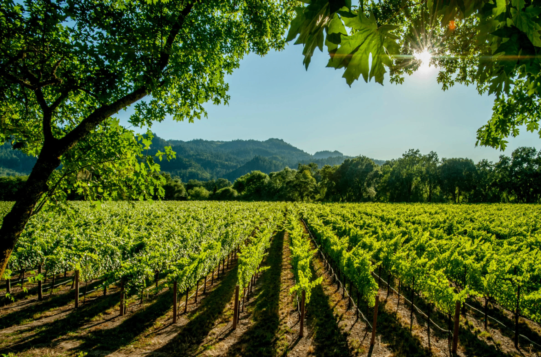 Rolling Napa Valley vineyards at golden hour